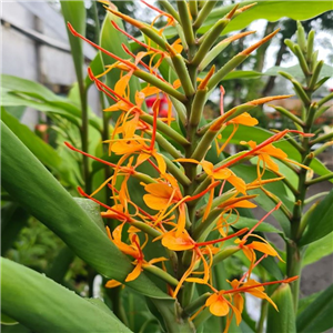 Hedychium Species Pab 10111